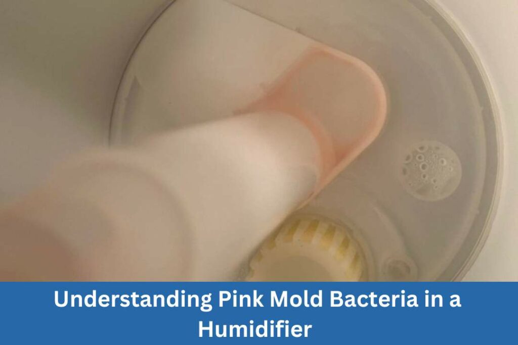 How to clean your humidifier to eliminate mold and bacteria