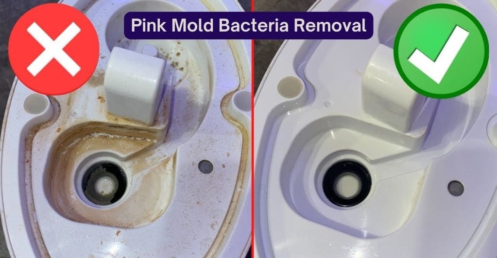 pink-mold-bacteria-pink-mold-in-humidifier-how-to-clean-pink-mold-from-a-humidifier
