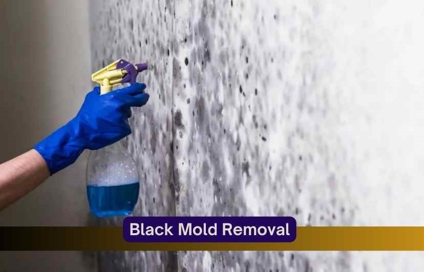 black-mold-removal-how-to-remove-black-mold